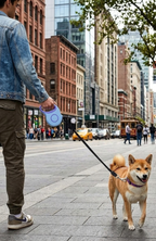 Correa Automática Retráctil Para Perro Mascotas -  3 Metros