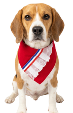 Collar Bandana Para Perros Estilo Chileno Fiestas Patrias
