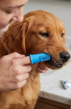 Cepillo De Dientes De Silicona De Dedal Para Perros Y Gatos (Pack x2)