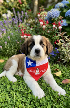Collar Bandana Pañuelo Para Perros Viva Chile Ajustable