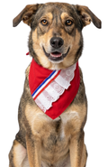 Collar Bandana Para Perros Estilo Chileno Fiestas Patrias