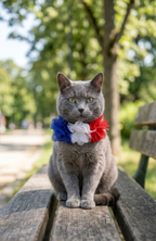 Collar Para Gato Con Flores Tricolor Ajustable (25 - 30 Cm)