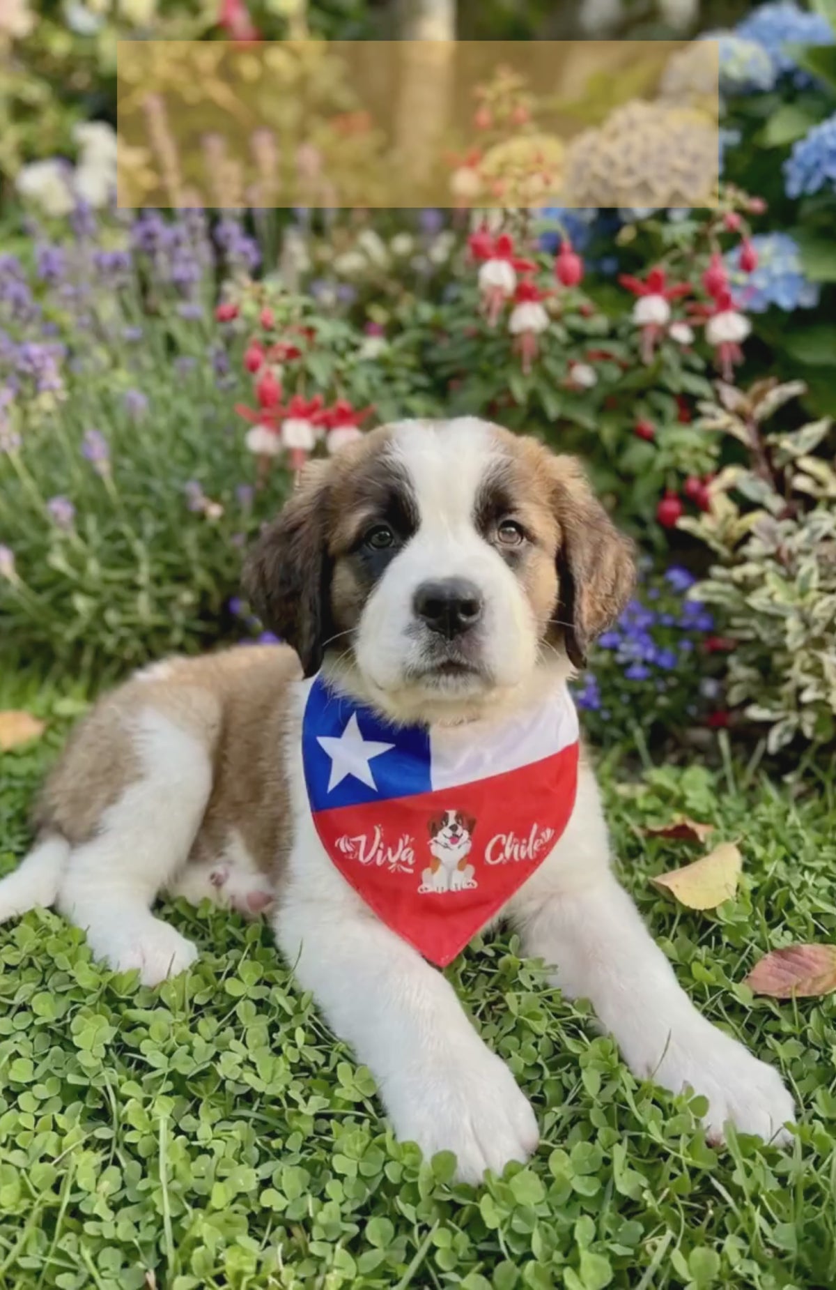 Collar Bandana Pañuelo Para Perros Viva Chile Ajustable