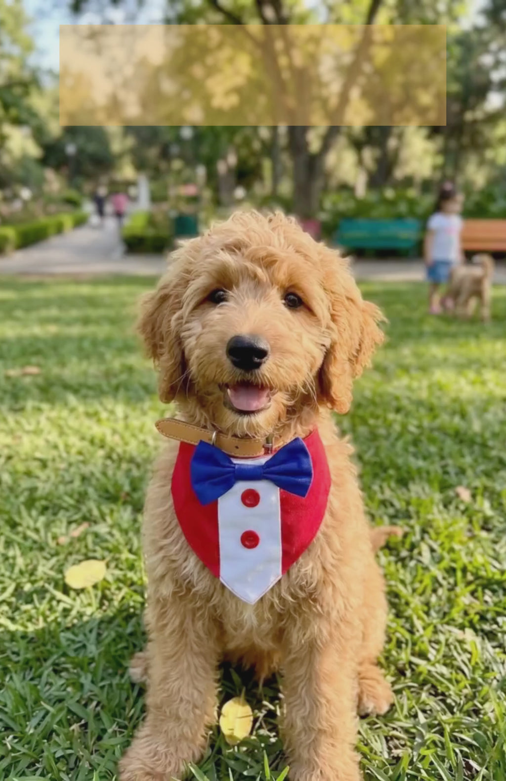 Pañuelo Collar Mascotas Estilo Traje Elegante Fechas Patrias