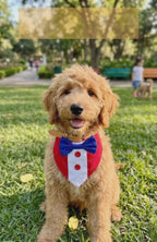 Pañuelo Collar Mascotas Estilo Traje Elegante Fechas Patrias