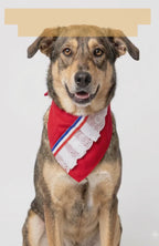 Collar Bandana Para Perros Estilo Chileno Fiestas Patrias